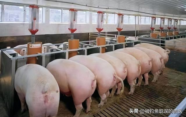 自制发酵中草药养猪实用操作技术，猪场无臭味、无苍蝇