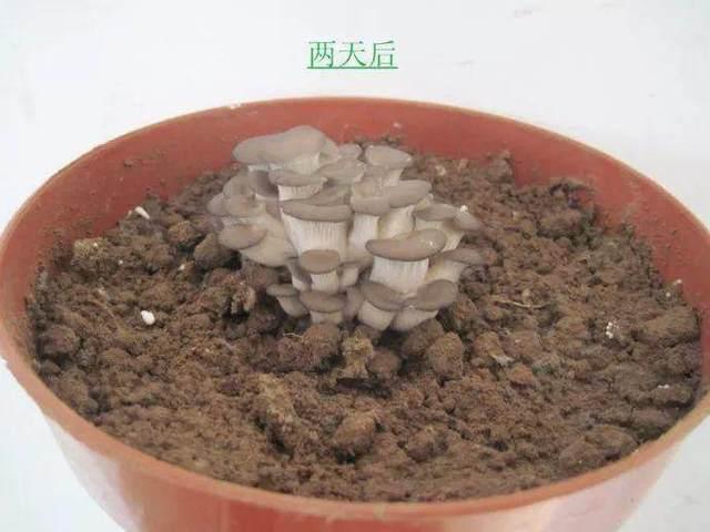 家里盆栽“蘑菇”，隔几天收一茬，连着吃一年！