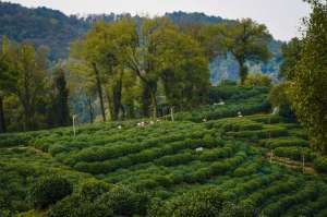 龙井茶种植(春季茶苗移栽该怎么做？如何提高茶树种植成活率？看完你就懂了)