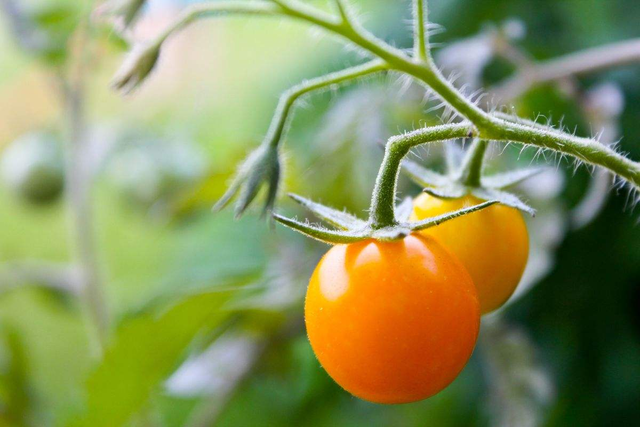 阳台种棵小番茄，不仅好看还好吃，注意几点，果实压弯枝头