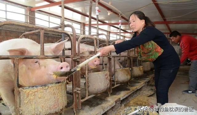 自制发酵中草药养猪实用操作技术，猪场无臭味、无苍蝇