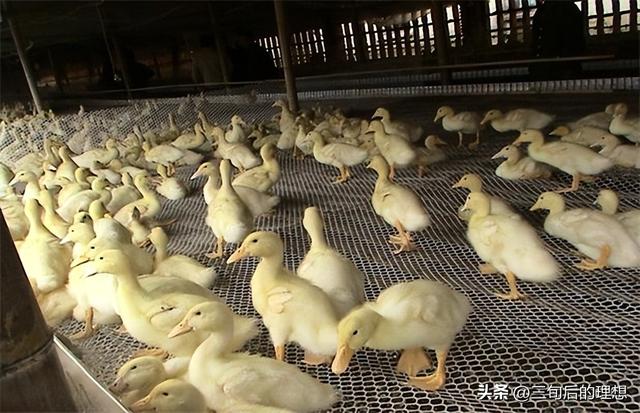 鸭肉的市场前景：被低估的全球肉鸭市场？