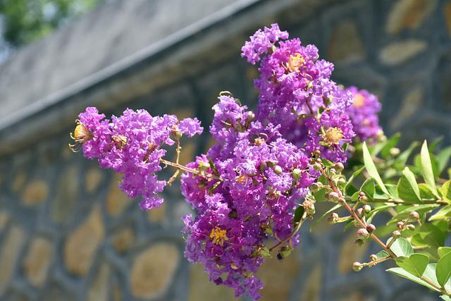 “开花机器”紫薇树，种植方法并不难，这样种植，紫薇花年年盛开