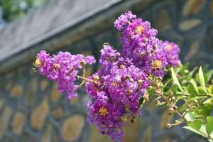 紫薇树的种植(“开花机器”紫薇树，种植方法并不难，这样种植，紫薇花年年盛开)
