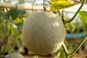 哈密瓜的种植方法(夏季必备哈密瓜可以自养了这种阳台种植方法你学会了吗？)