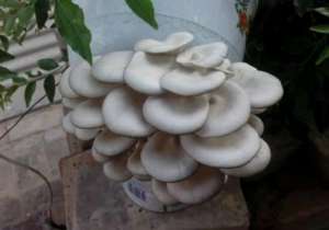 养殖磨菇(家里盆栽“蘑菇”，隔几天收一茬，连着吃一年)