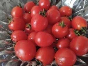 小西红柿的种植技术(圣女果的栽培模式及高效栽培关键技术)