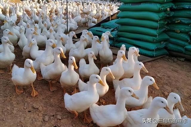 鸭肉的市场前景：被低估的全球肉鸭市场？