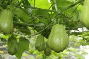 红瓜子种植(种植佛手瓜，只要掌握好这几点关键种植方法，不仅产量高品质也好)