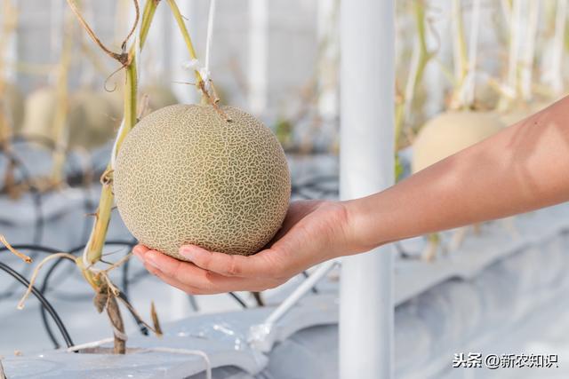 为了保证种植香瓜高收益，这套温室香瓜高产高效种植技术请看完