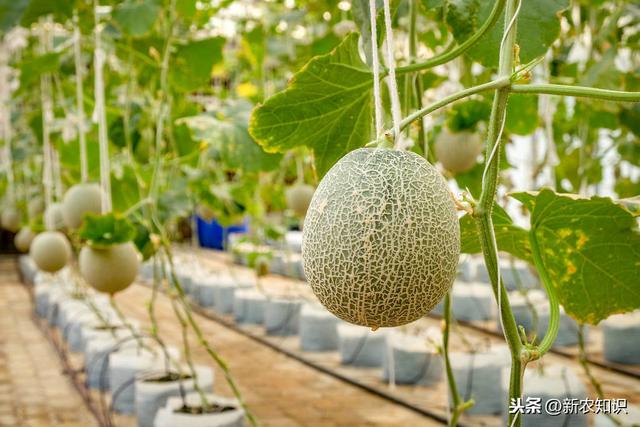 为了保证种植香瓜高收益，这套温室香瓜高产高效种植技术请看完
