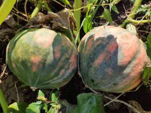 西葫芦瓜子种植(产值几百万的小杂粮，你认识了解它们吗，我以前种过也收过)