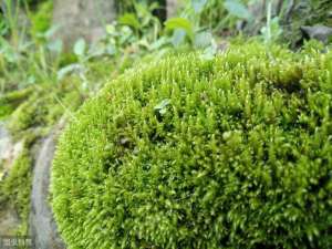 花盆苔藓怎样种植(苔藓养好不难，重在细节问题，教你怎样养好苔藓)