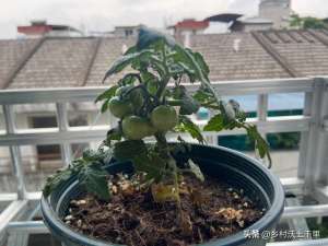 西红柿家庭种植的要点(盆栽小番茄的种植方法与管理：本文讲解很详细，赶快学起来)