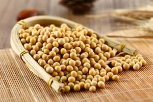 九月寒黄豆种植技术(激光刺激种植前的大豆会对产量和蛋白质造成什么影响？)