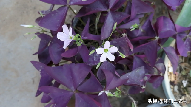 紫叶酢浆草养殖方法介绍，掌握这几点，花开爆盆
