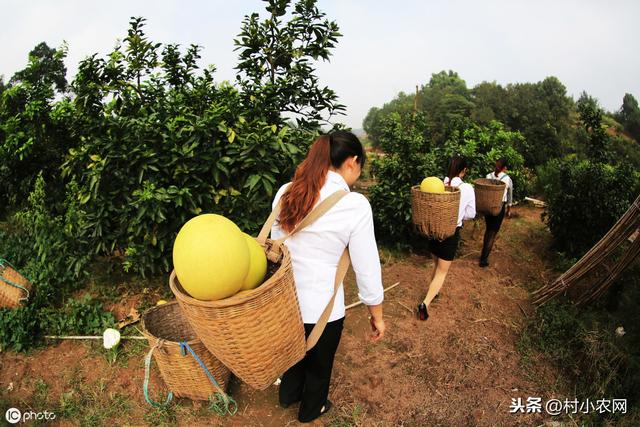 在农村想种红肉蜜柚来赚钱，做好管理很重要，它又该如何栽培呢？