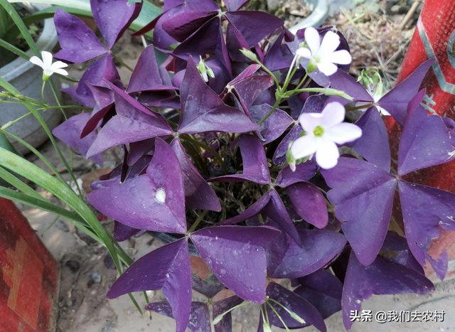 紫叶酢浆草养殖方法介绍，掌握这几点，花开爆盆