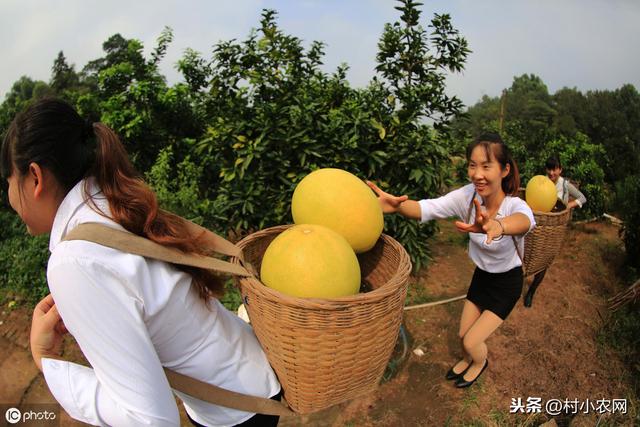 在农村想种红肉蜜柚来赚钱，做好管理很重要，它又该如何栽培呢？