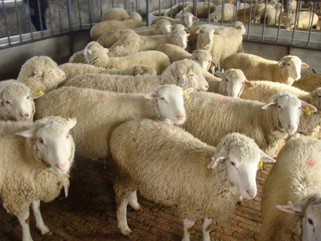母羊产单羔的原因有哪些？母羊为什么产单羔？这些原因一定要知道