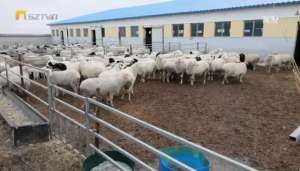 夏洛莱肉羊养殖(新春走基层丨城郊兴起“羊产业”)