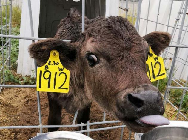 奶牛养殖牧场“借腹生子”产纯血和牛让利润翻番