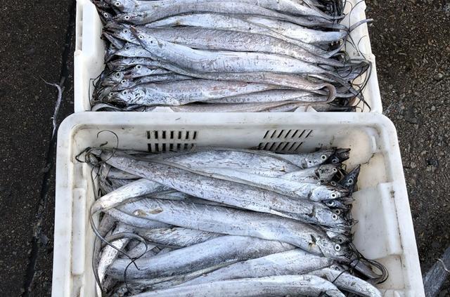 市场上这4种鱼，都无法人工养殖，价格便宜味道鲜，遇到别错过