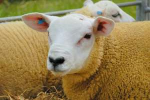 养殖业ppt模板(肉羊养殖存在的问题及应对方案)