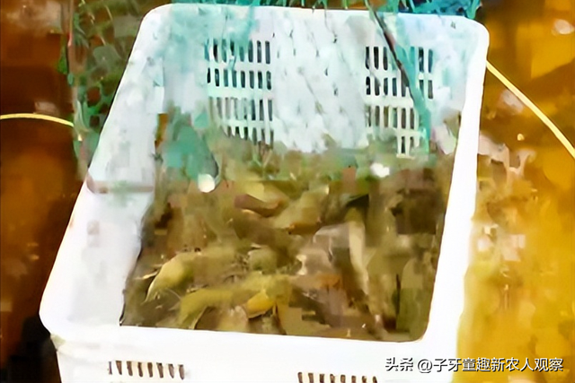 山东小伙塑料池子里养海虾，一年产20万斤虾，2年时间年入800万！
