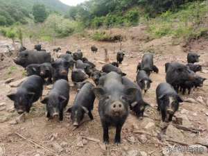 北京香猪养殖基地(大连瓦房店市万家岭镇小寺庙村：养着藏香猪，走上致富路)