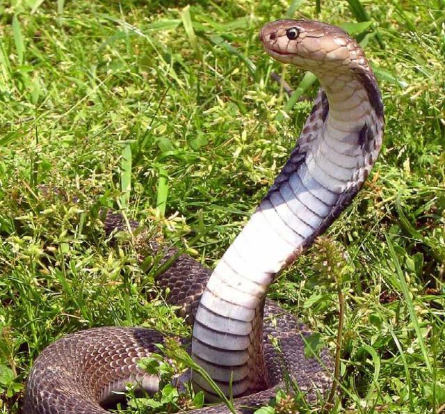 广西父子路上遇眼镜王蛇，本想打牙祭，却被咬一口丢了性命！