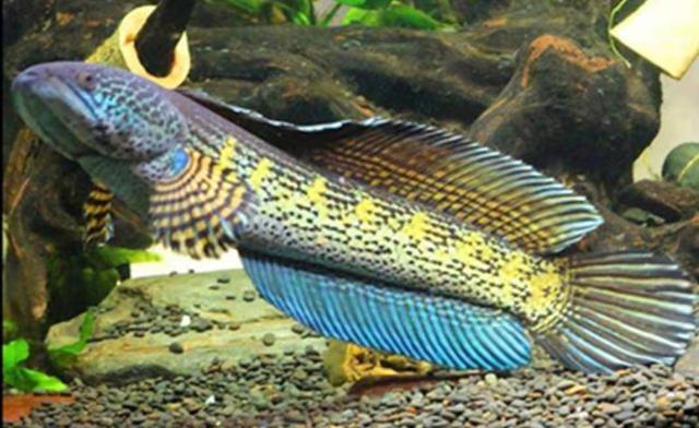 黄金眼镜蛇雷龙鱼，能够和主人互动的观赏鱼，饲养简单容易