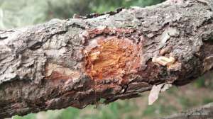松树虫养殖(针叶树种的隐蔽型杀手“小蠹虫”)