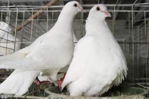 特禽养殖(肉鸽养殖技术，不愁市场的特禽)