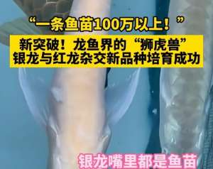 广东红龙鱼养殖场(杂交鱼苗一条可卖百万？龙鱼到现在还是天价，到底贵在什么地方？)