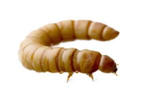 养殖面包虫(常见昆虫——黄粉虫)