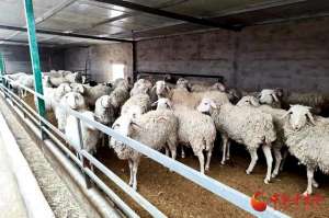 现代化肉羊养殖场(金塔：肉羊绘就富“村”山居图)