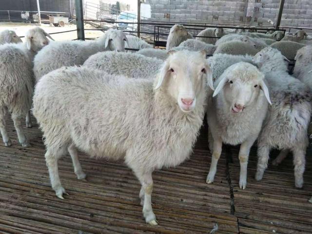母羊产单羔的原因有哪些？母羊为什么产单羔？这些原因一定要知道
