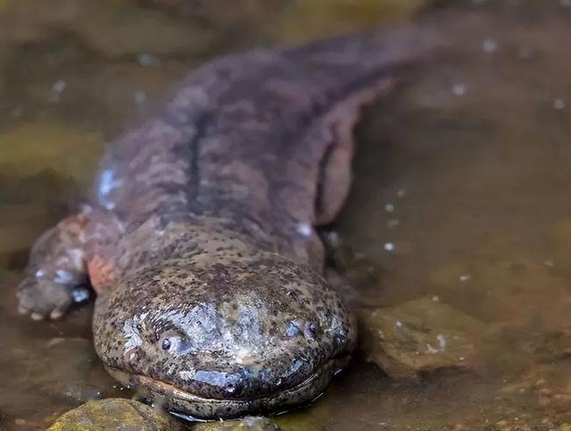 竟然是国家二级保护动物—南宁朝阳溪发现四脚“怪鱼”