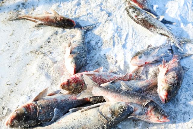 黑龙江杜尔伯特县强土著 稳银鱼 扩河蟹 引加工 促三产 特色水产“流量高涨” 生态渔业“风生水起”