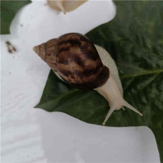 云耕时代白玉蜗牛养殖综合利用价值高，养殖能致富又能顾家