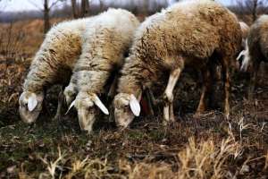 小尾寒羊的养殖技术(养羊致富不是传说，合格的养羊人，需了解小尾寒羊的7大生活习性)