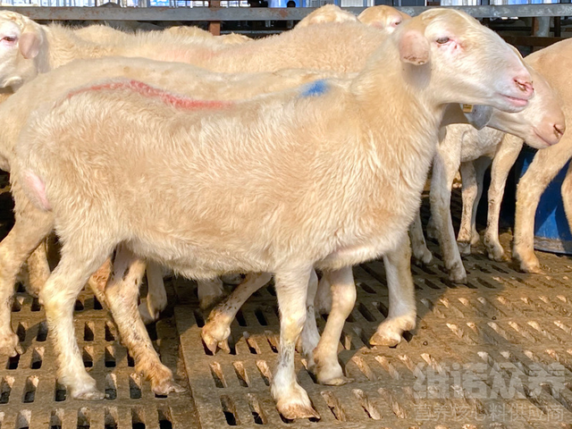 羊怎么养殖方法，养羊技术指导