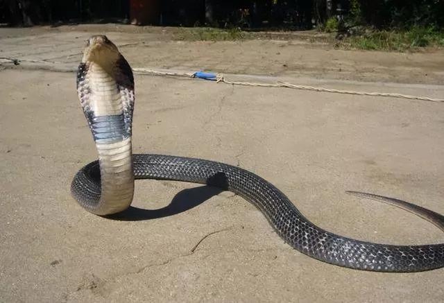 广西父子路上遇眼镜王蛇，本想打牙祭，却被咬一口丢了性命！