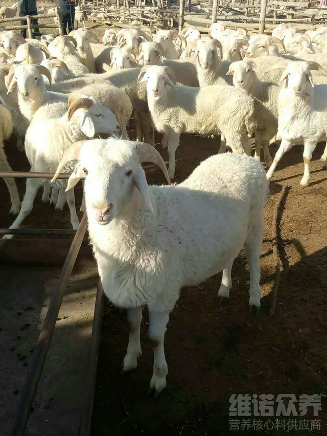 羊怎么养殖方法，养羊技术指导