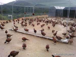 唐潼生态山鸡养殖(新手养殖500只七彩山鸡鸡舍建筑应该注意哪些方面？)