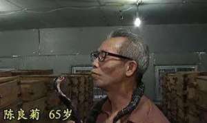 五步蛇养殖视频(富贵险中求，2011年江西老汉一次养2000条五步蛇，年入千万)