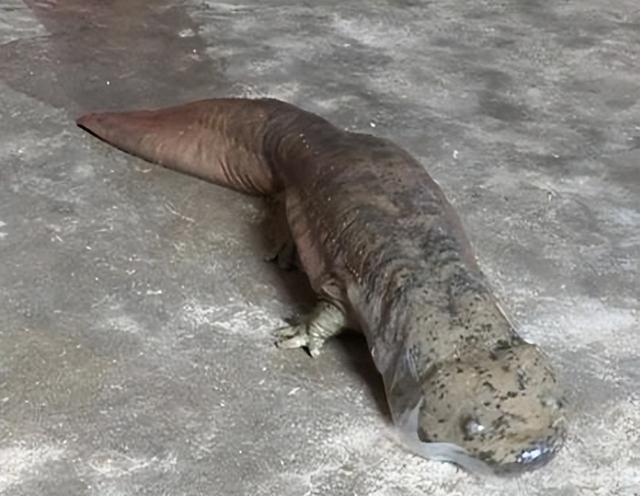 竟然是国家二级保护动物—南宁朝阳溪发现四脚“怪鱼”