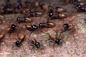 养殖白蚁(养蜂技术 防治蚂蚁)