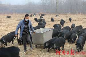 四川藏香猪养殖(信阳市平桥区：藏香猪订单不断 生态养殖强村又富民)